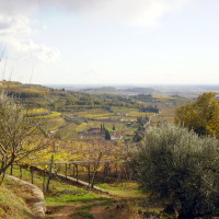 Die Weinberge im Valpolicella